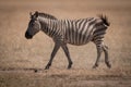 Plains zebra walks across savannah swishing tail Royalty Free Stock Photo