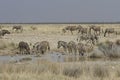 Plains Zebra at Watering Hole, Etosha National Park, Namibia Royalty Free Stock Photo
