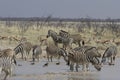 Plains Zebra at Watering Hole, Etosha National Park, Namibia Royalty Free Stock Photo