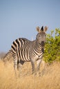 Plains Zebra (Equus quagga) Royalty Free Stock Photo