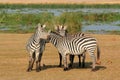 Plains zebras - Amboseli National Park Royalty Free Stock Photo