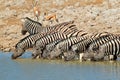 Plains Zebras drinking water Royalty Free Stock Photo