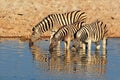 Plains Zebras drinking water Royalty Free Stock Photo