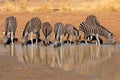 Plains Zebras drinking water Royalty Free Stock Photo