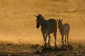 Plains zebras in dust at sunrise Royalty Free Stock Photo