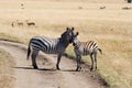 Plains zebras (Equus quagga) in Masai Mara
