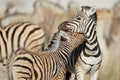 Plains zebras - Etosha National Park