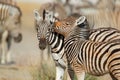 Plains zebras - Etosha National Park