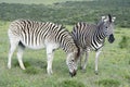 Plains Zebras foraging in Addo Elephant National Park Royalty Free Stock Photo