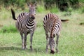 Plains zebras