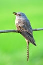Plaintive Cuckoo bird