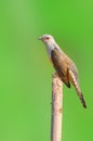 Plaintive Cuckoo bird