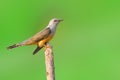 Plaintive Cuckoo bird