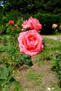 Plaisir de France Rose Royalty Free Stock Photo