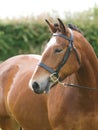 Plaited Horse Head Shot