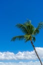 Palm tree with blue sky and clouds in Maui, Hawaii Royalty Free Stock Photo