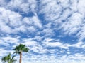 Plam tree on blue sky with clouds on a sunshine Royalty Free Stock Photo
