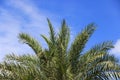 plam tree or coconut branch with bluesky background Royalty Free Stock Photo