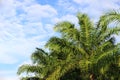 plam tree or coconut branch with bluesky background Royalty Free Stock Photo