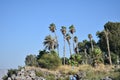 Plams trees on the Kineret beach Royalty Free Stock Photo