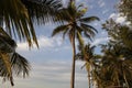 Plams trees in a tropical island beach Royalty Free Stock Photo