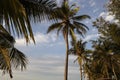 Plams trees in a tropical island beach