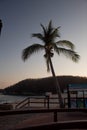 Plamtrees with a blue sky and some clouds a bright day in Huatulco Oaxaca, Mexico