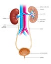 Anatomy of the Human Urinary System