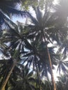 Palm trees Philippines nature sky