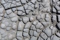 Cracks of the dried soil