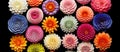 Panorama of different colorful flower heads.