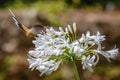 Planalto hermit hummingbird at white flower Caraca natural