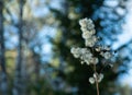 Planar headrest Eryngium planum Royalty Free Stock Photo