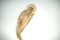 Planaria flatworm, under microscope view Royalty Free Stock Photo