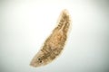 Planaria flatworm, under microscope view. Royalty Free Stock Photo