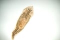 Planaria flatworm Royalty Free Stock Photo