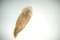 Planaria flatworm