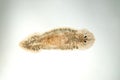 Planaria flatworm