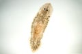 Planaria flatworm