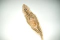 Planaria flatworm Royalty Free Stock Photo