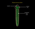 Planaria nervous system