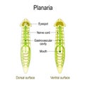 Planarian Anatomy. Dorsal and Ventral surface, Gastrovascular cavity and Nerve cord