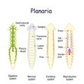 Planarian Anatomy. Reproductive, Digestive, Excretory, and Nervous system Royalty Free Stock Photo