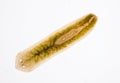 Planarian parasite flatworm under microscope.