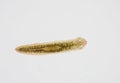 Planarian parasite flatworm under microscope. Royalty Free Stock Photo