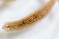 Planarian parasite flatworm under microscope view. Royalty Free Stock Photo