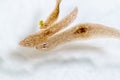 Planarian parasite flatworm under microscope view. Royalty Free Stock Photo