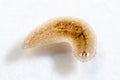 Planarian parasite flatworm under microscope view. Royalty Free Stock Photo