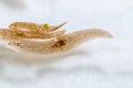 Planarian parasite flatworm under microscope view.