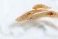 Planarian parasite flatworm under microscope view. Royalty Free Stock Photo